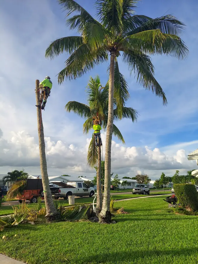 Crew climbing coconut palms for a trim in Boynton Beach