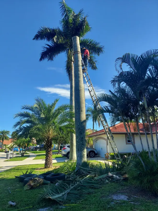 Royal palm trim in progress