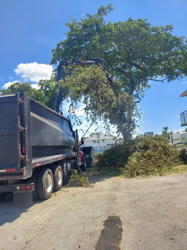 Large canopy tree removal, branch by branch
