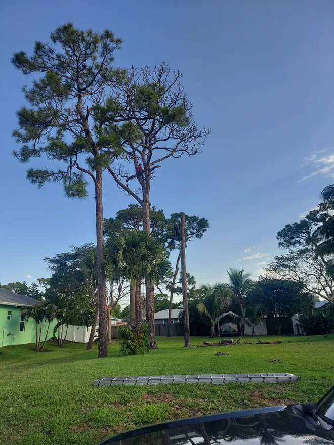 Removing a storm-damaged pine with a dead top