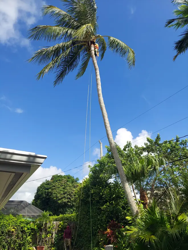 Coconut palm denutting and crown cleanup