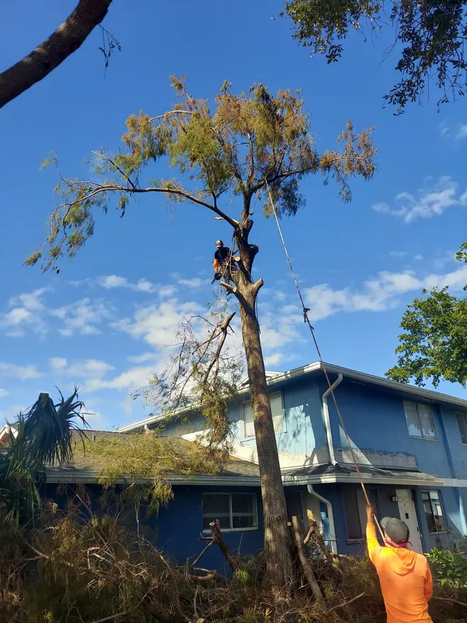 Tight-access tree removal next to a two-story home