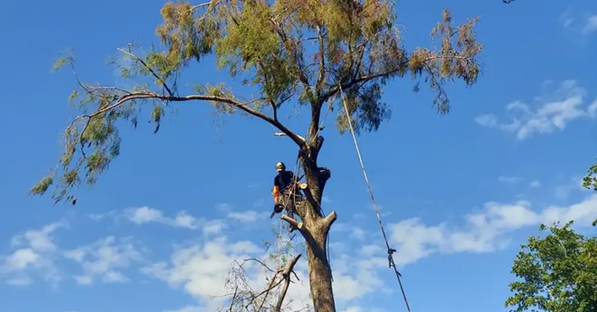 Tree crew working carefully near a seawall on a canal-front property