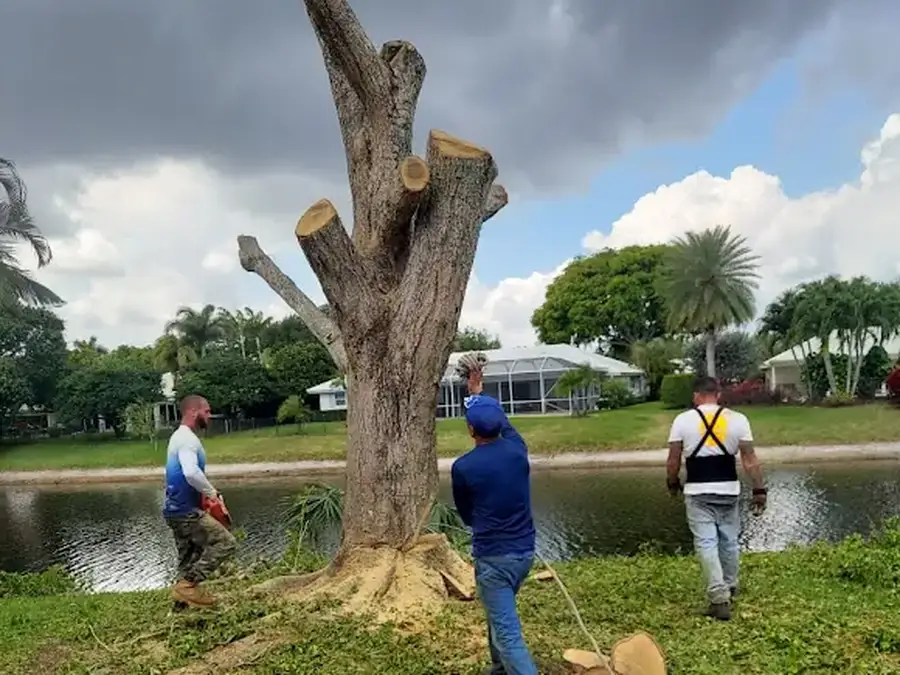Crew clearing storm-damaged tree debris from a property in Palm Beach County