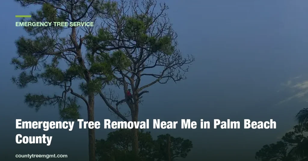 Emergency Tree Removal Near Me in Palm Beach County: What to Do After a Storm