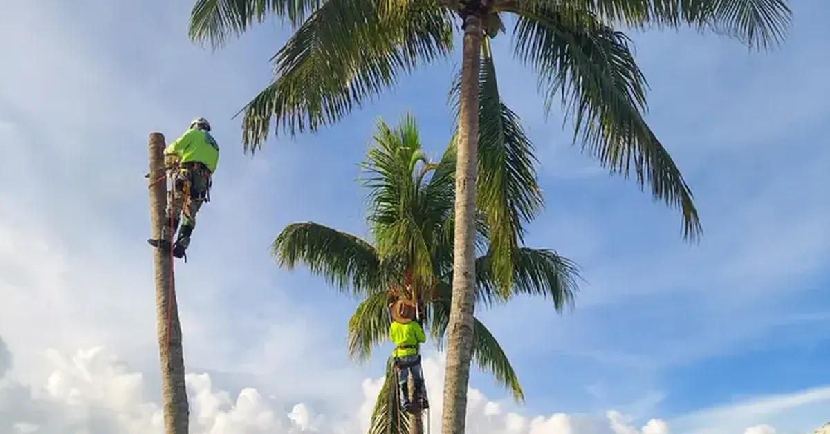 Crew performing scheduled tree maintenance at an HOA community