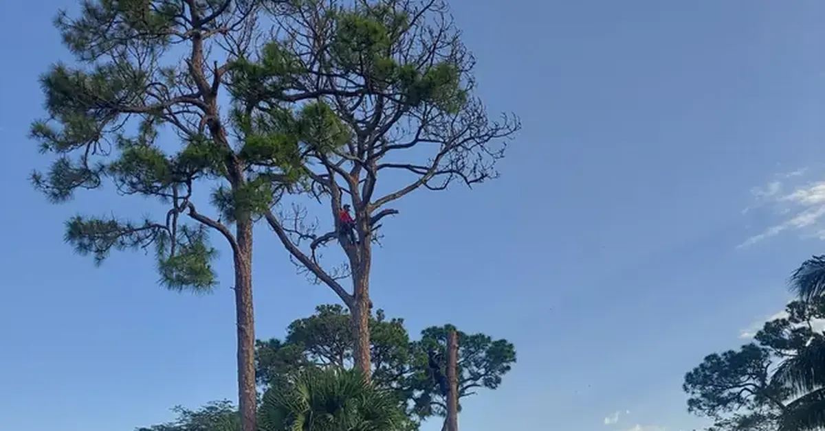 Crew trimming a tree ahead of hurricane season in Florida