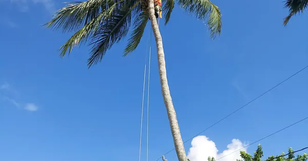 Palm fronds and debris being cleaned up after a trimming job in Florida