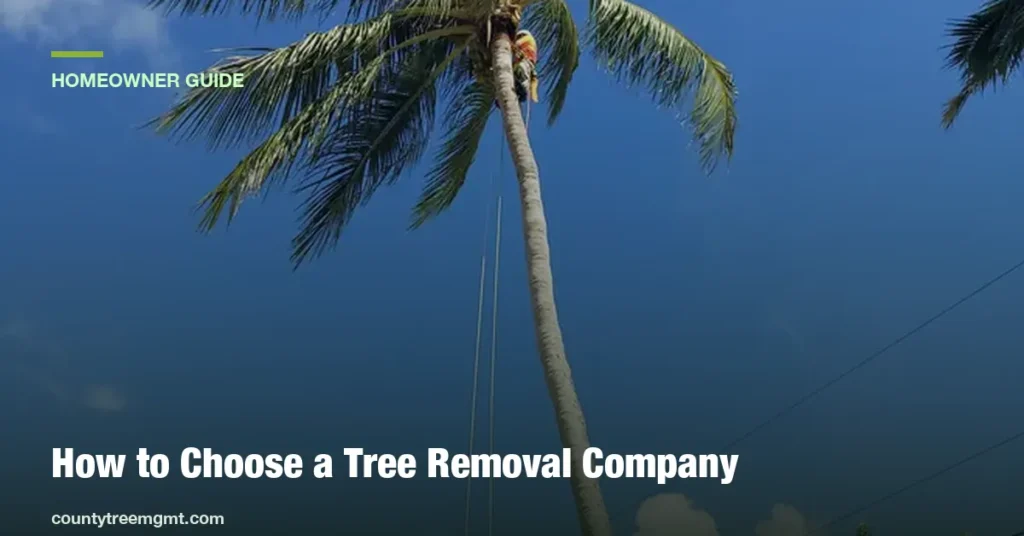 How to Choose a Tree Removal Company in Boynton Beach, FL