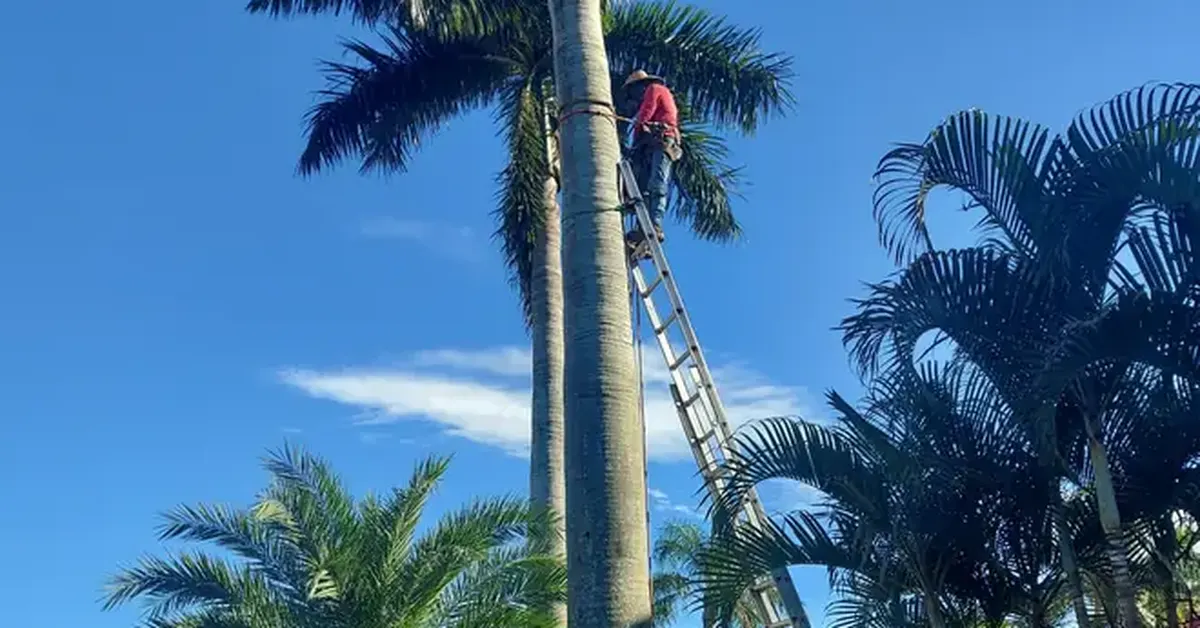 Arborist inspecting a tree for hazard documentation in Palm Beach County