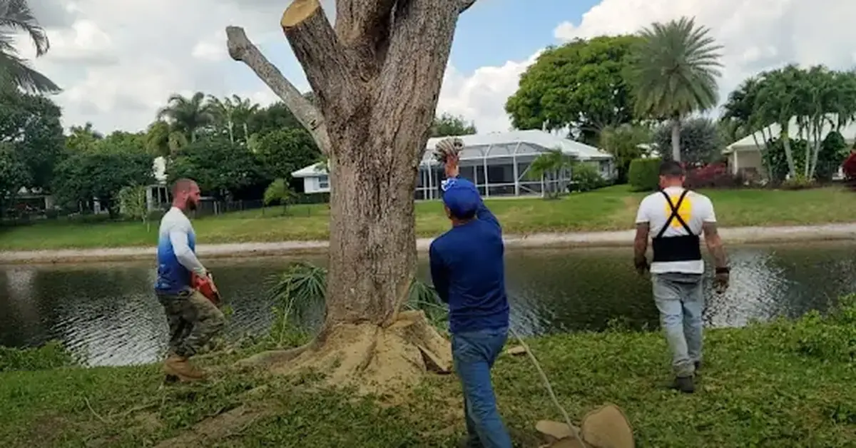 Close-up inspection of a tree trunk for signs of disease in Boynton Beach