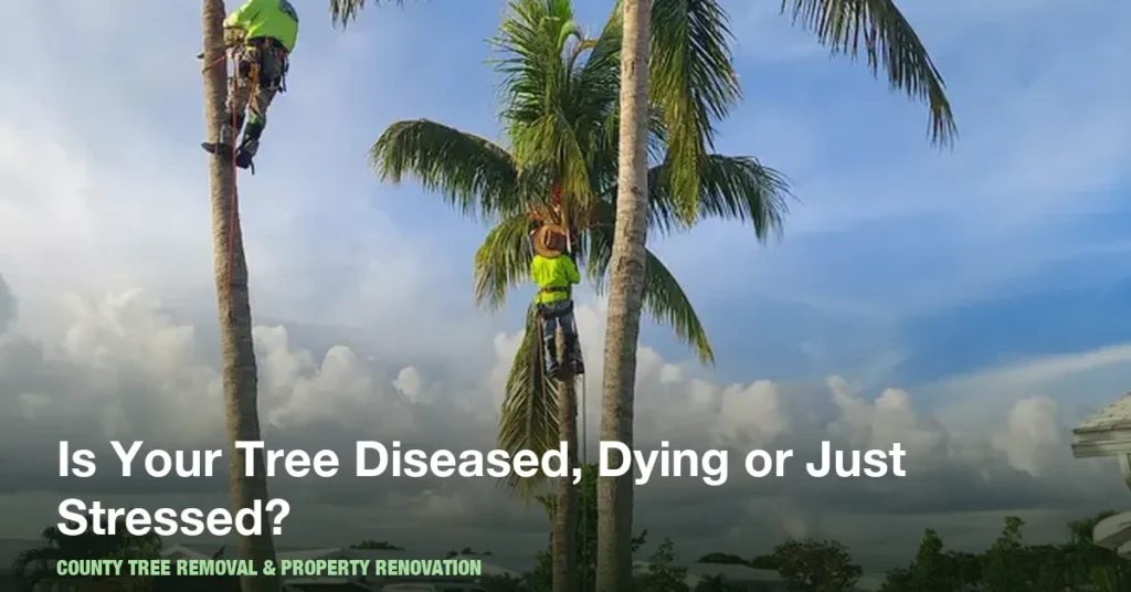 How to Tell If a Tree Is Diseased, Dying or Just Stressed in Boynton Beach
