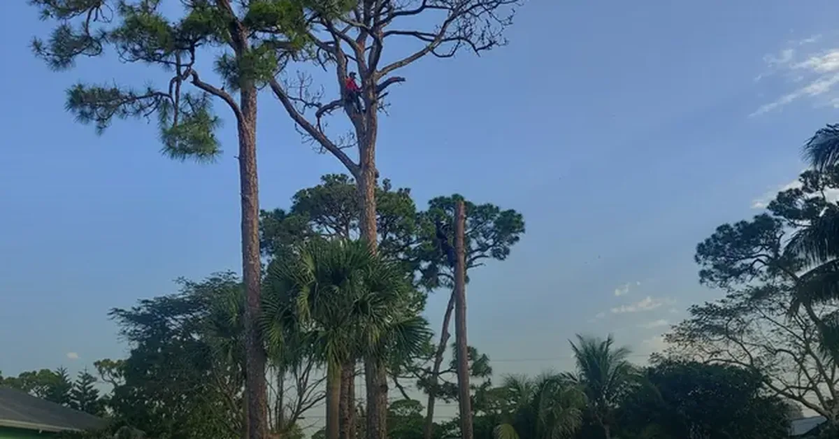 Arborist performing proper crown reduction pruning on a tree in Boynton Beach