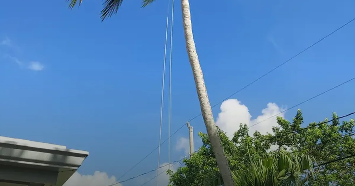 Tree trimmed back from a pool enclosure screen in Boynton Beach