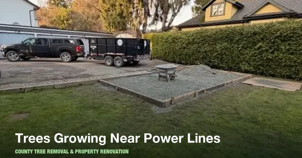 Trees Growing Near Power Lines in Boynton Beach: What Homeowners Should Do