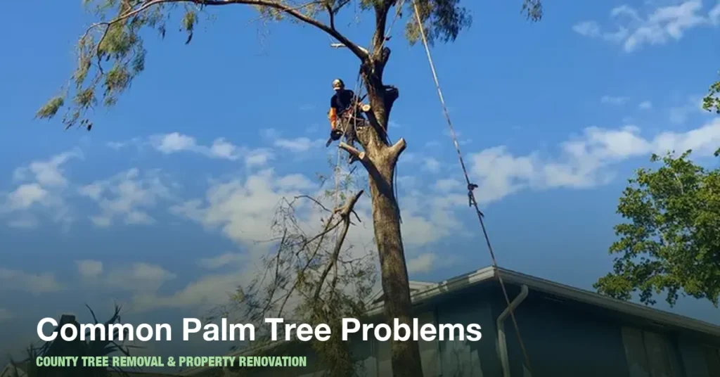 Palm Tree Problems in Boynton Beach: Dead Fronds, Seed Pods and When to Call a Professional